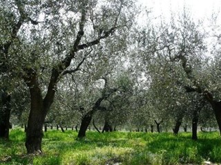 Terreno agricolo in Vendita a Piombino, zona Riotorto, 28'000&euro;, 4000 m²