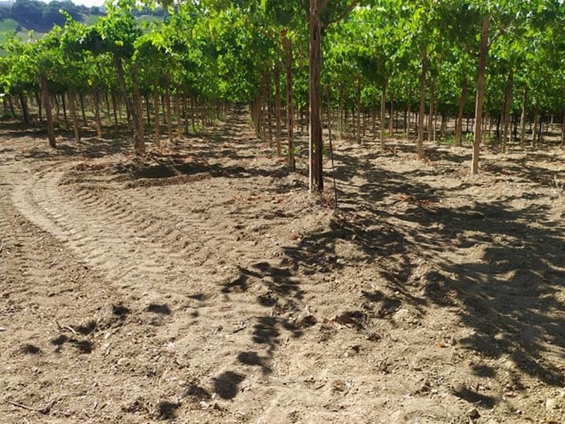 Terreno agricolo in Vendita a Miglianico, 50'000€, 