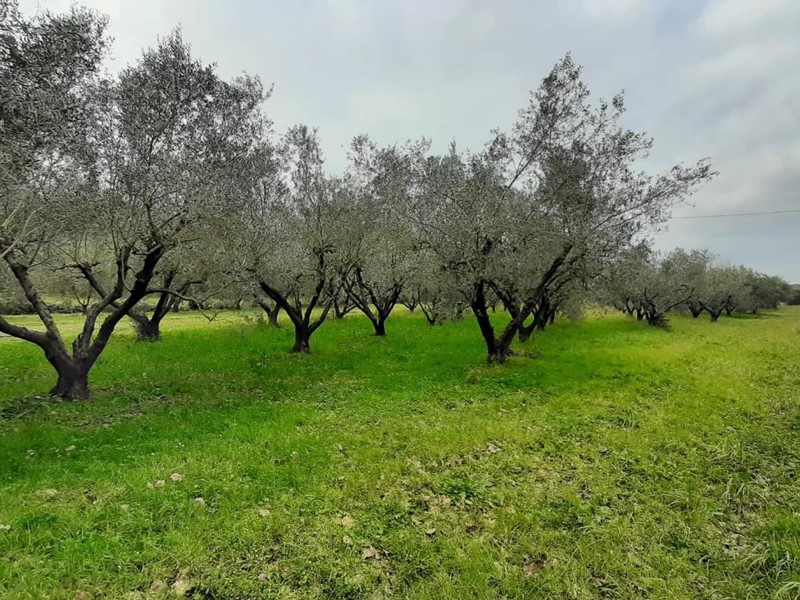 Terreno agricolo in Vendita a Cecina, 140'000€, 22000 m²