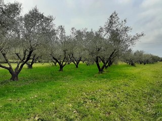 Terreno agricolo in Vendita a Cecina, 140'000€, 22000 m²