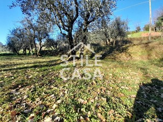 Terreno agricolo in Vendita a Montecarlo, 20'000€, 5250 m²
