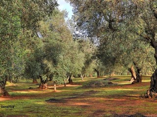 Terreno agricolo in Vendita a Buti, 35'000€, 5000 m²