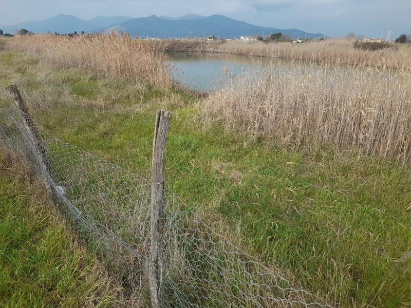 Terreno agricolo in Affitto a Cascina, 700€, 5000 m²