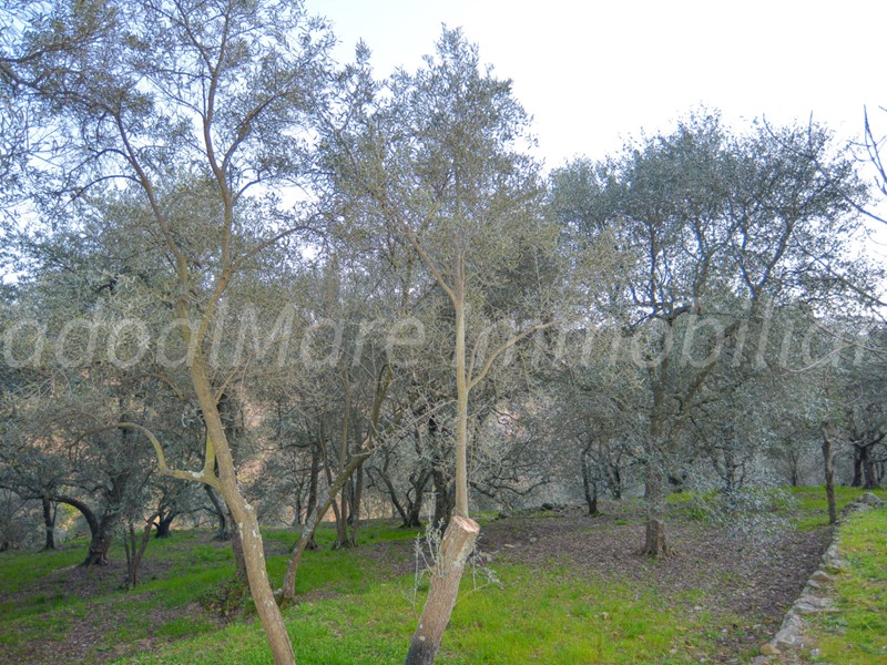 Terreno agricolo in Vendita a Quiliano, zona Roviasca, 12'000€, 3720 m²