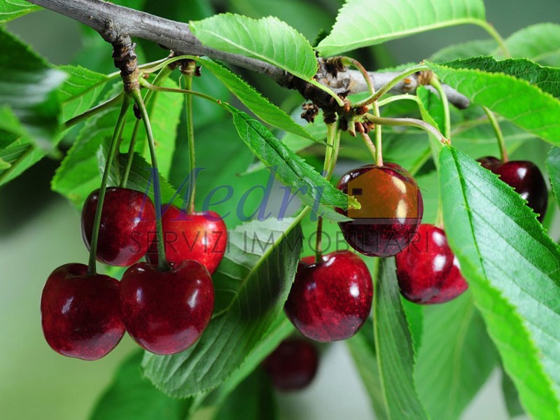 Terreno agricolo in Vendita a Bertinoro, zona Collinello, 100'000€, 82700 m²