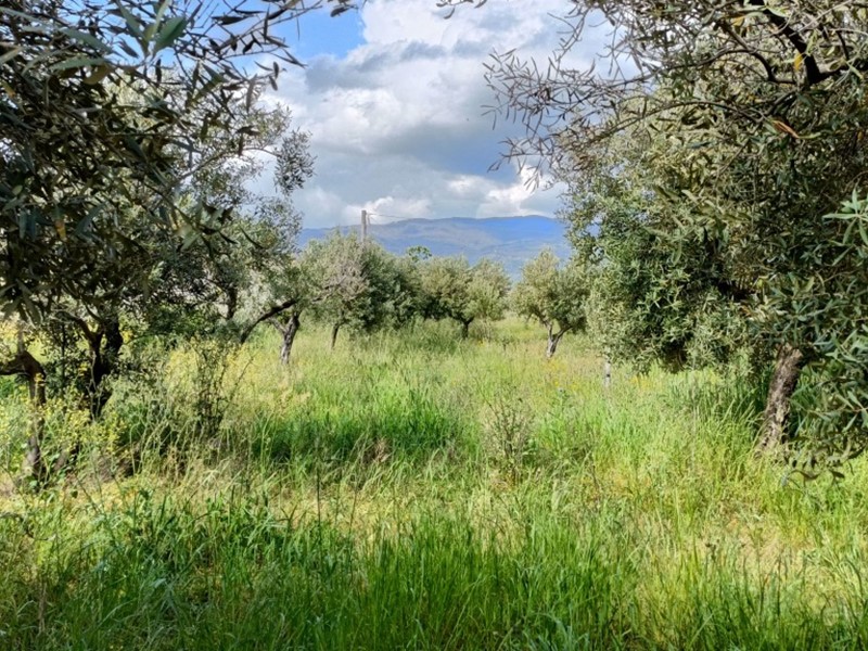 Terreno agricolo in Vendita a Lamezia Terme, 60'000€, 2887 m²