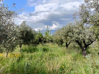 Terreno agricolo in Vendita a Lamezia Terme, 60'000€, 2887 m²