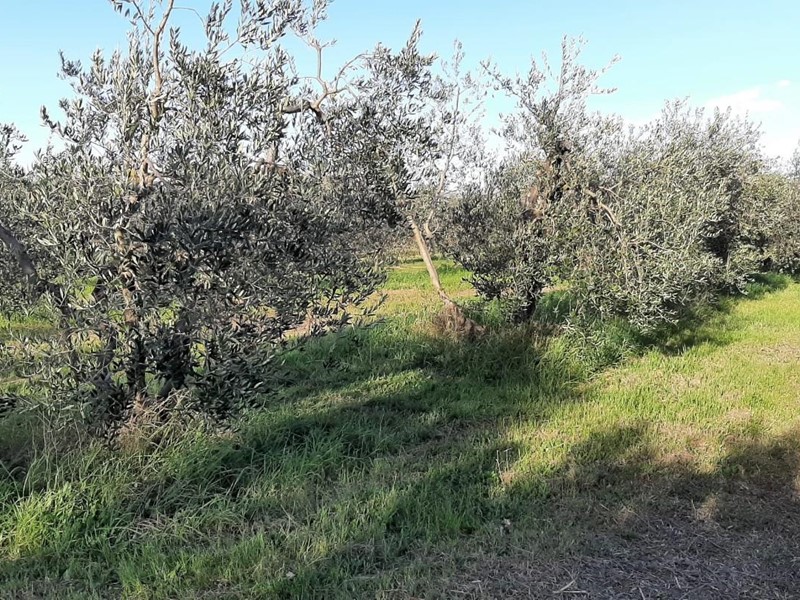 Terreno agricolo in Vendita a Rosignano Marittimo, zona Vada, 39'000€, 2500 m²