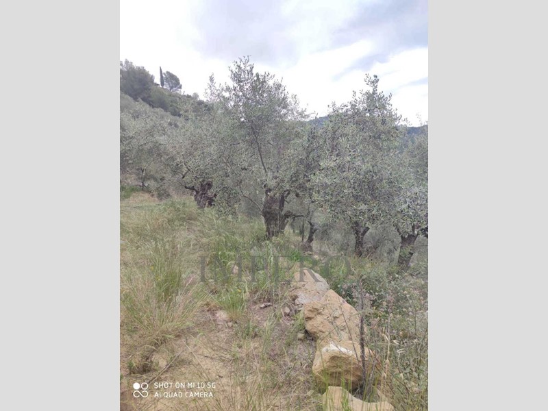 Terreno agricolo in Vendita a Ventimiglia, 80'000€, 10100 m²
