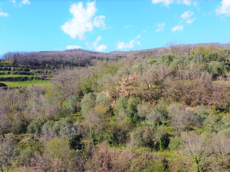 Terreno agricolo in Vendita a Sessa Aurunca, zona valogno, 25'000€, 15200 m²