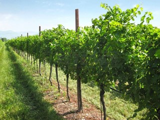 Terreno agricolo in Vendita a Nanto, 90'000&euro;, 30000 m²