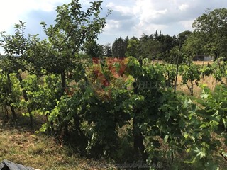 Terreno agricolo in Vendita a Colle di Val D'Elsa, 18'000€, 1000 m²