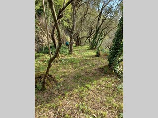 Terreno agricolo in Vendita a Genova, zona Nervi, 12'000&euro;, 440 m²