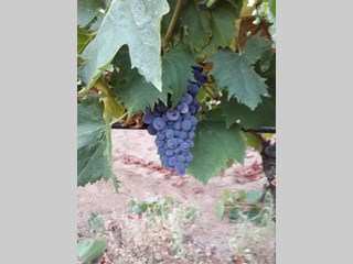 Terreno agricolo in Vendita a Telti, zona Strada statale 127, 710'000€, 120000 m²