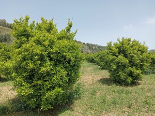 Terreno agricolo in Vendita a Taurianova, zona contrada petrosa san Martino, 120'000€, 1attaro60are