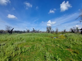 Terreno agricolo in Vendita a Scorrano, zona via Supersano, 8'000€, 9700 m²