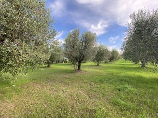 Terreno agricolo in Vendita a Campiglia Marittima, zona Cafaggio, 29'000&euro;, 3333 m²