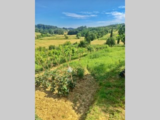 Terreno agricolo in Vendita a Castelfiorentino, 45'000€, 9860 m²