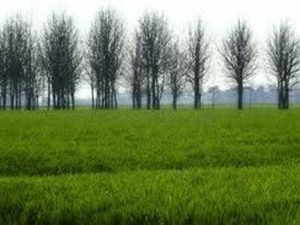 Terreno edificabile in Vendita a Campodoro, 70'000€, 