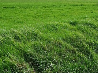 Terreno agricolo in Vendita a San Miniato, zona Marzana, 60'000€, 20000 m²