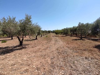 Terreno agricolo in Affitto a Grottaglie, 800€, 13500 m²