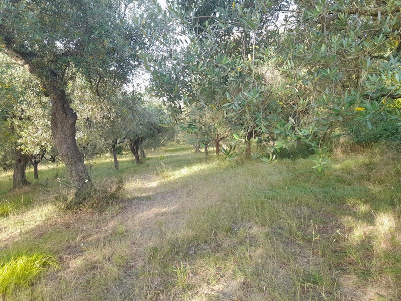 Terreno agricolo in Vendita a Altavilla Silentina, 70'000&euro;, 12000 m²