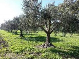 Terreno agricolo in Vendita a Vicopisano, zona San Giovanni Alla Vena, 65'000€, 9500 m²