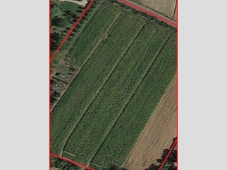 Terreno agricolo in Vendita a Cascina, 50'000€, 10000 m²