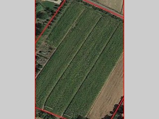 Terreno agricolo in Vendita a Cascina, 50'000€, 10000 m²