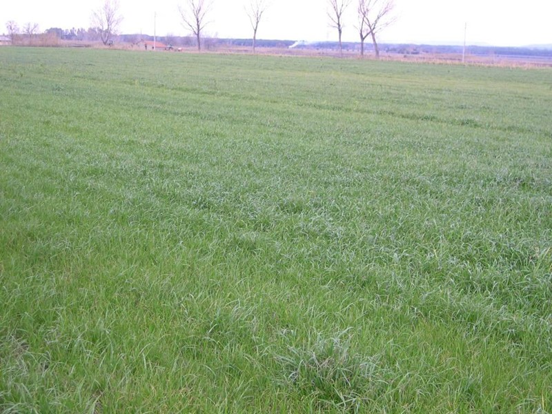 Terreno agricolo in Vendita a Castagneto Carducci, zona Bolgheri, 170'000€, 10000 m²
