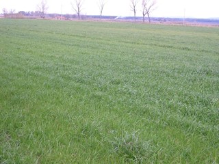 Terreno agricolo in Vendita a Castagneto Carducci, zona Bolgheri, 170'000€, 10000 m²