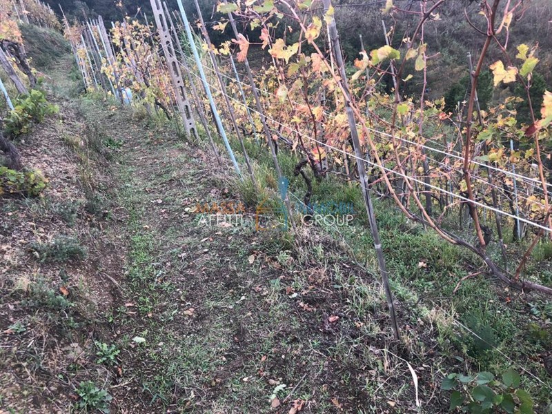 Terreno agricolo in Vendita a Massa, 38'000€, 3919 m²