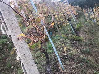 Terreno agricolo in Vendita a Massa, 38'000€, 3919 m²