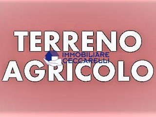 Terreno agricolo in Vendita a Massa, zona Ronchi, 88'000€, 2380 m²