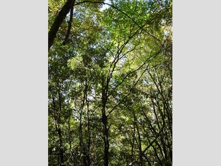 Terreno agricolo in Vendita a Piombino, zona Riotorto, 6'000&euro;, 8310 m²