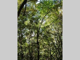 Terreno agricolo in Vendita a Piombino, zona Riotorto, 6'000&euro;, 8310 m²