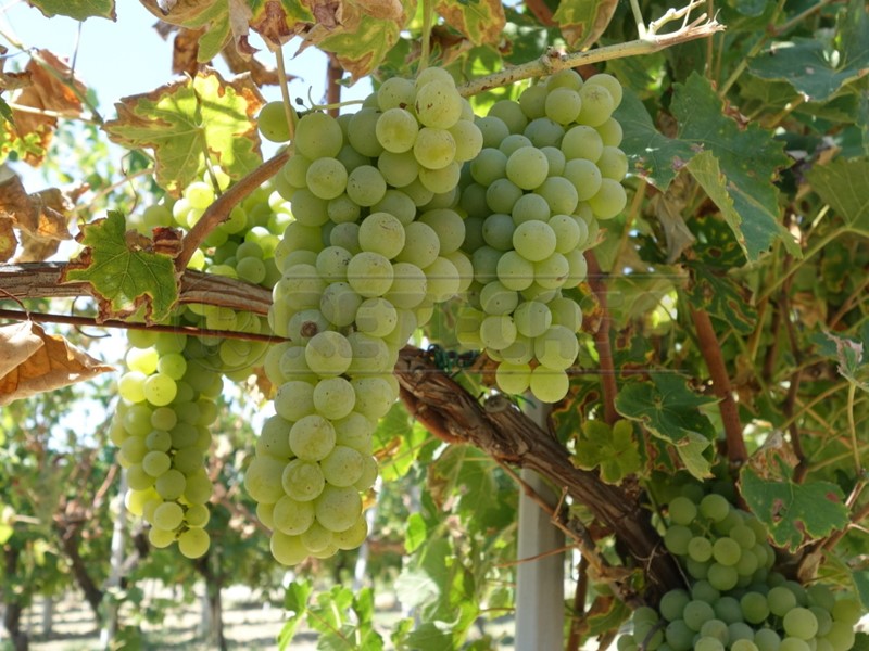 Attività commerciale in Vendita a Dolegna del Collio, 3456 m²