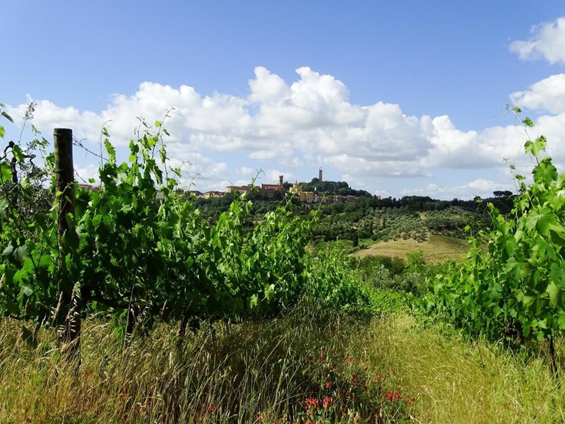 Attività commerciale in Vendita a San Miniato, 650'000€, 78350 m²