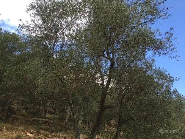 Terreno agricolo in Vendita a San Giuliano Terme, zona Asciano, 30'000€, 25000 m²