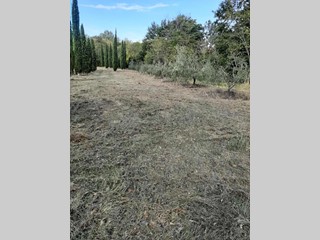 Terreno agricolo in Vendita a Casciana Terme Lari, zona San Ruffino, 15'000€, 2730 m²