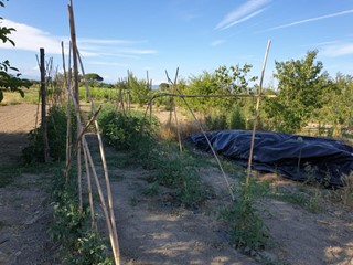 Terreno edificabile in Vendita a San Miniato, 50'000€, 900 m²