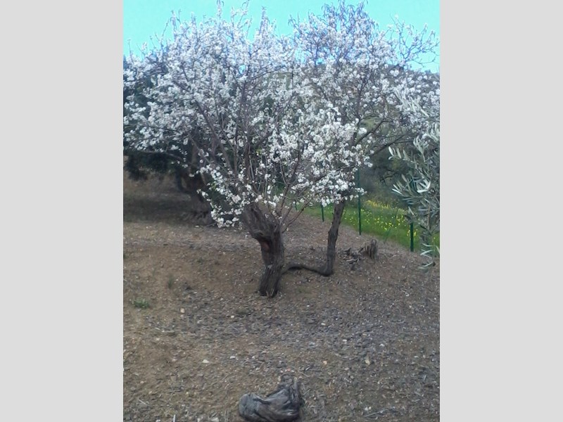 Terreno agricolo in Vendita a Casteldaccia, zona Vallecorvo, 13'000€, 1200 m²