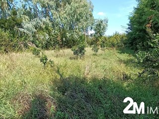 Terreno agricolo in Vendita a San Giuliano Terme, zona Pontasserchio, 10'000€, 1270 m²