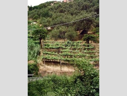 Terreno agricolo in Vendita a Carrara, zona Fontia, 35'000€, 3000 m²