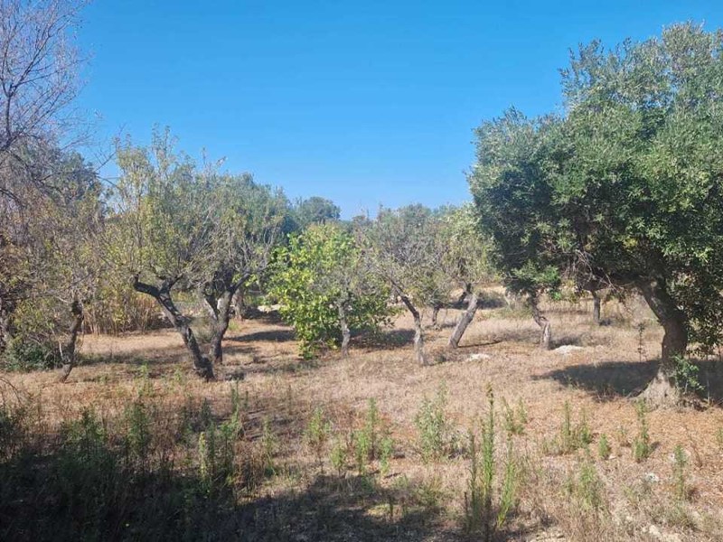Terreno agricolo in Vendita a Monopoli, zona COLLINA, 13'000€, 4130 m²