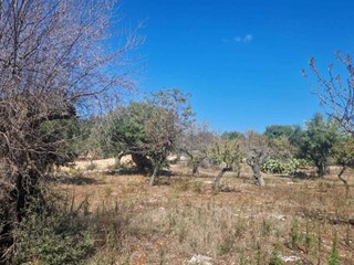 Terreno agricolo in Vendita a Monopoli, zona COLLINA, 13'000€, 4130 m²