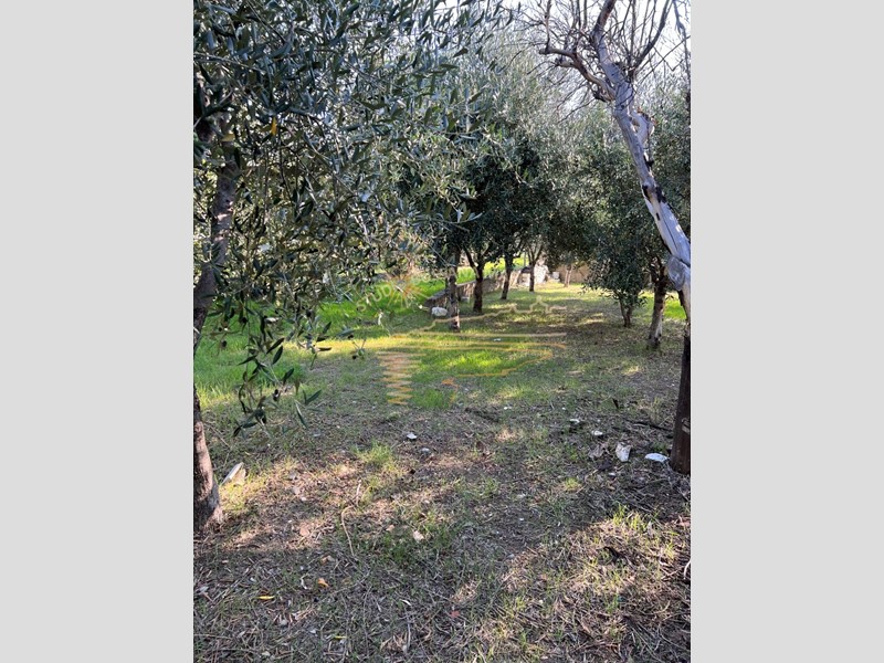 Terreno agricolo in Vendita a Taggia, 45'000€, 1000 m²