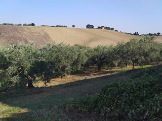 Terreno agricolo in Vendita a Manoppello, 1 m²