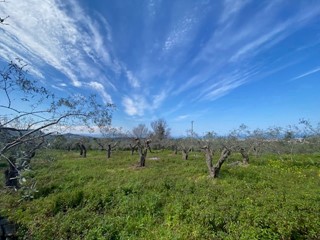 Terreno agricolo in Vendita a Barcellona Pozzo di Gotto, 25'000€, 2000 m²
