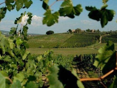 Casale in Vendita a Vinci, 1'500'000€, 2000 m²